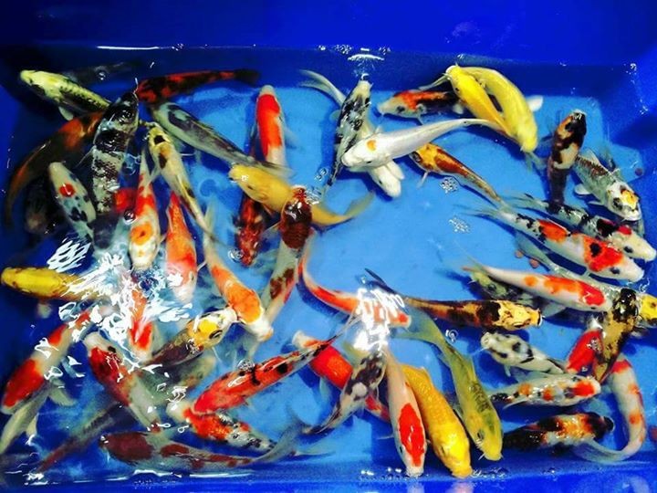 Beautiful japAnese koi for sale - 4 -  Aquarium fish  on Aster Vender
