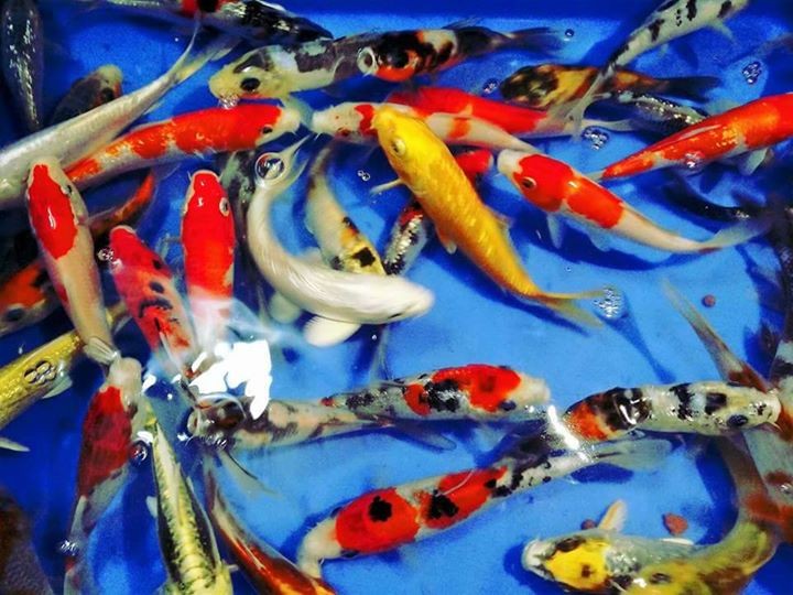 Beautiful japAnese koi for sale - 2 -  Aquarium fish  on Aster Vender