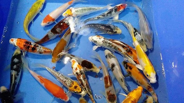 Beautiful japAnese koi for sale - 0 -  Aquarium fish  on Aster Vender