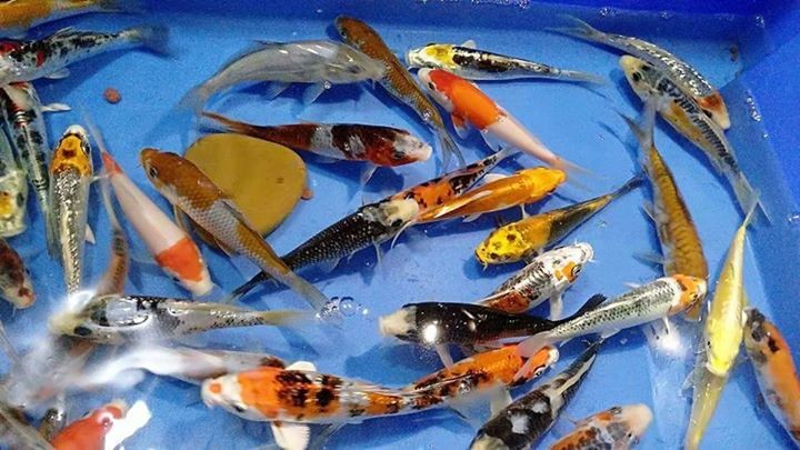 Beautiful japAnese koi for sale - 3 -  Aquarium fish  on Aster Vender
