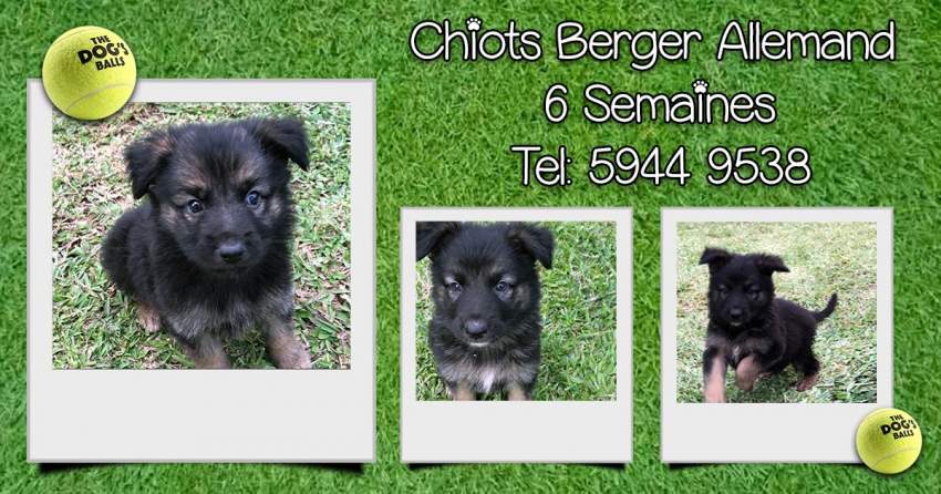 Chiots Berger Allemand - 0 - Dogs  on Aster Vender