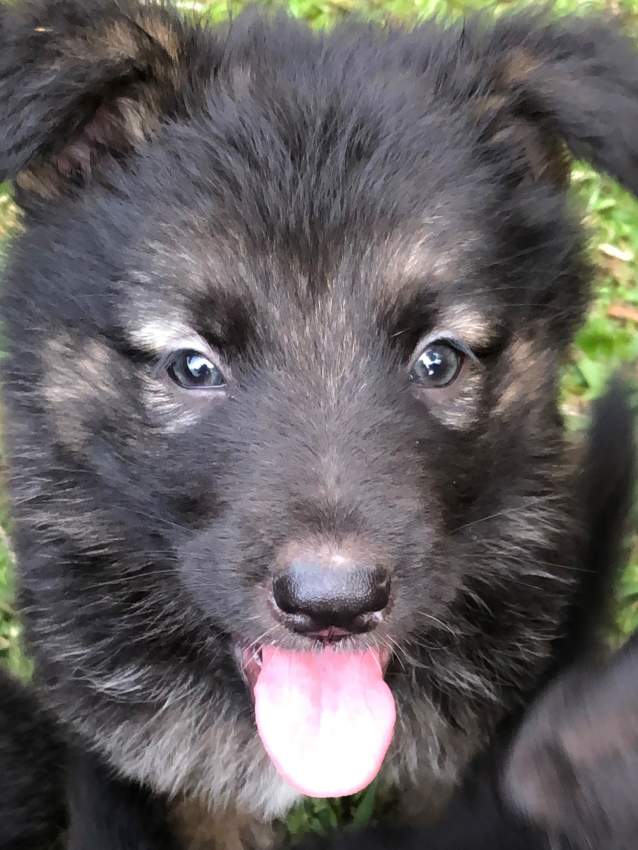 Chiots Berger Allemand - 1 - Dogs  on Aster Vender