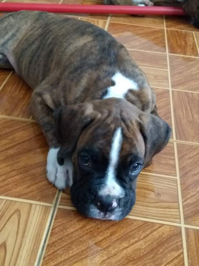 Boxer puppies - 4 - Dogs  on Aster Vender