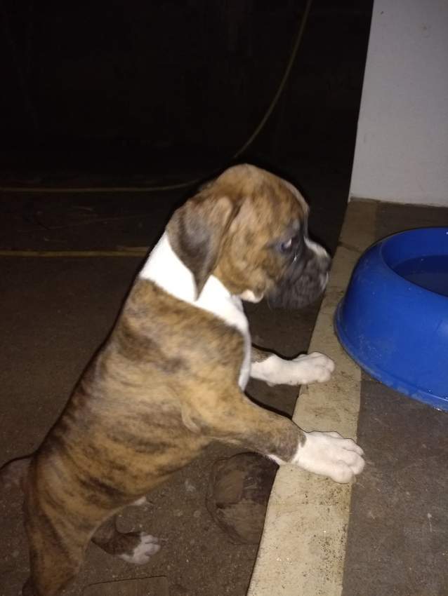 Boxer puppies - 2 - Dogs  on Aster Vender
