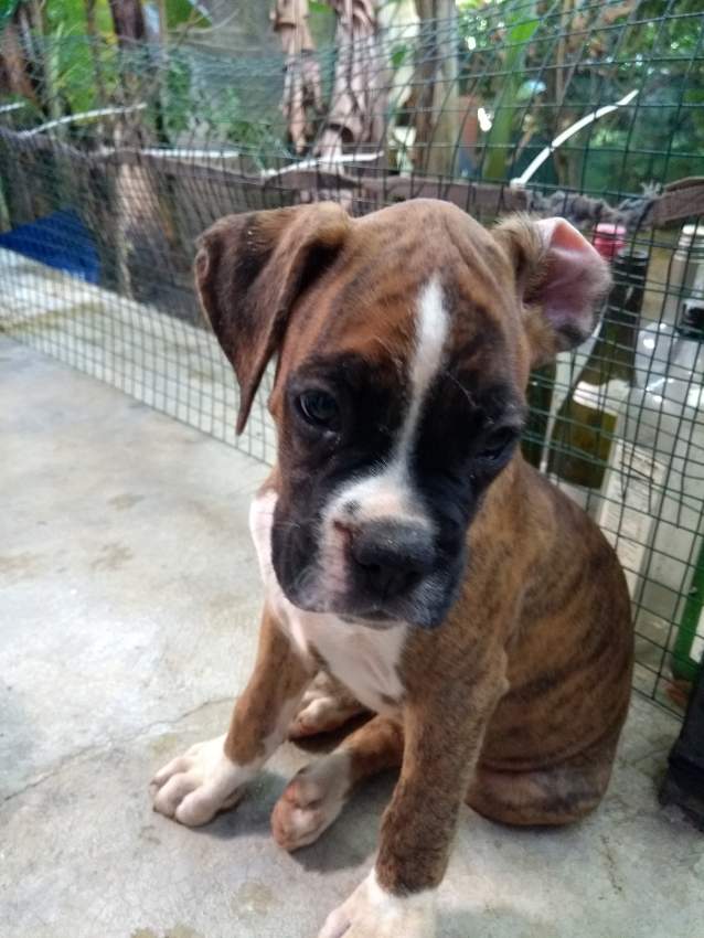 Boxer puppies - 1 - Dogs  on Aster Vender