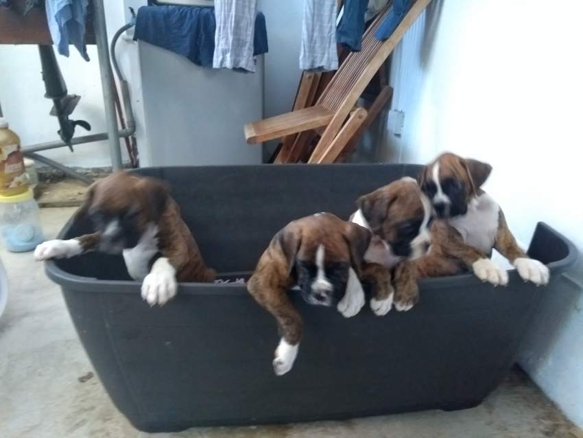 Boxer puppies - 3 - Dogs  on Aster Vender