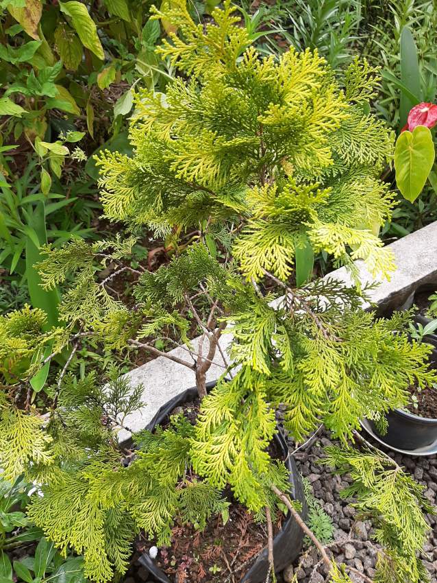 ciprès doré sapin - 3 - Plants and Trees  on Aster Vender