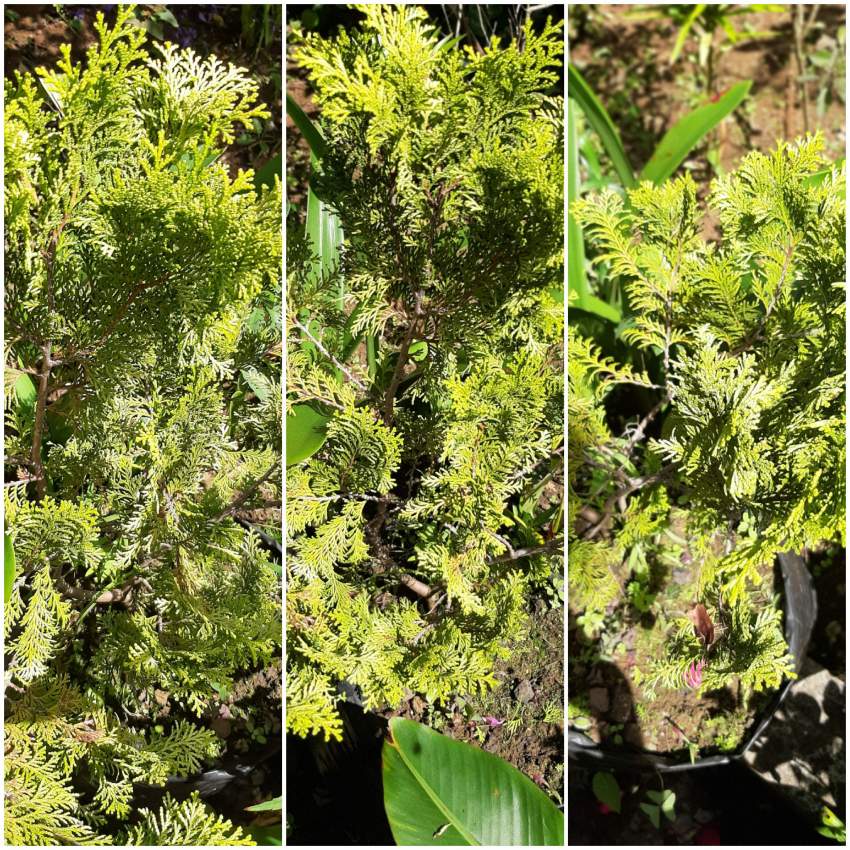 ciprès doré sapin - 2 - Plants and Trees  on Aster Vender