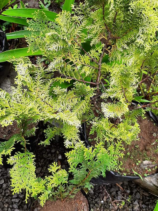 ciprès doré sapin - 1 - Plants and Trees  on Aster Vender