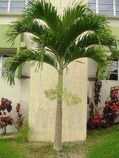 PALM TREE MANILLA  - 0 - Plants and Trees  on Aster Vender