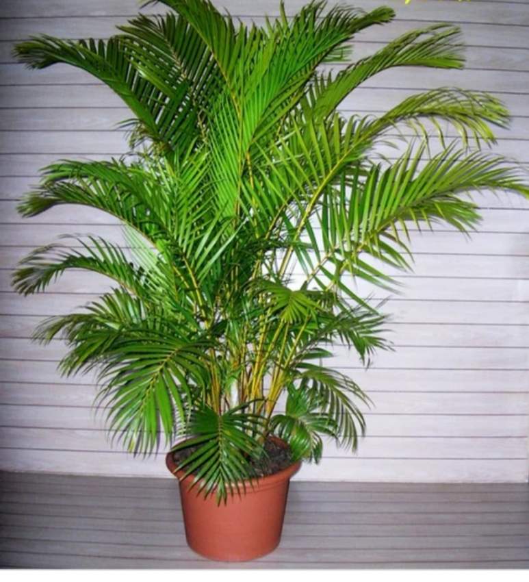 PLAMIER MUTIPLIANT - 1 - To give away (gifting)  on Aster Vender