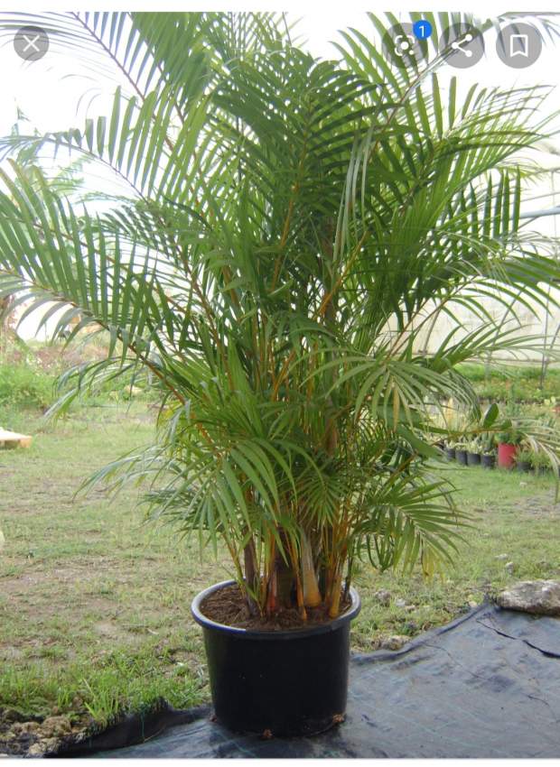 PLAMIER MUTIPLIANT - 2 - To give away (gifting)  on Aster Vender