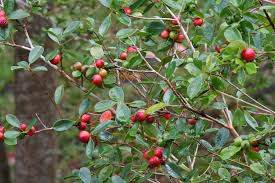 GAUYAVIER DE CHINE - 0 - Plants and Trees  on Aster Vender