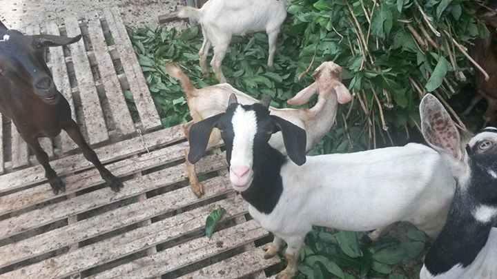 Cabri ti bouc - 2 - Goats  on Aster Vender