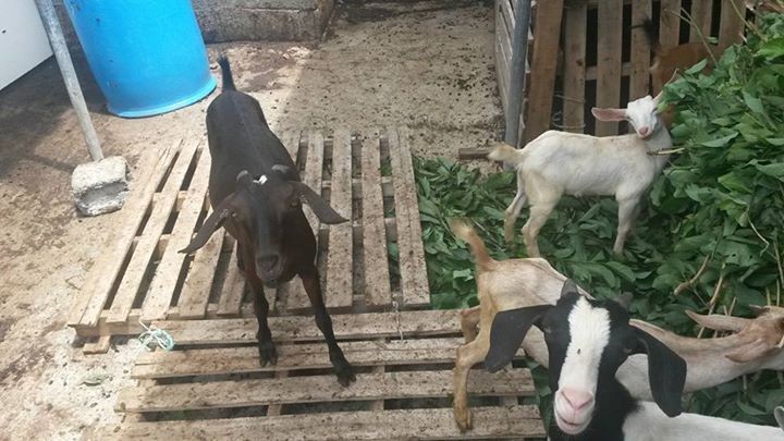 Cabri ti bouc - 1 - Goats  on Aster Vender