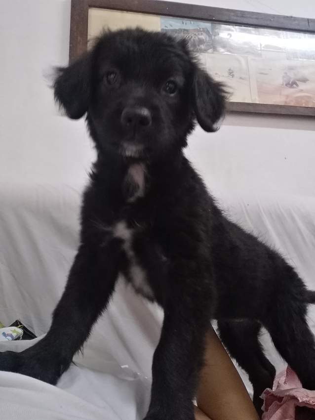 Mix Labrador puppies for free - 0 - Dogs  on Aster Vender