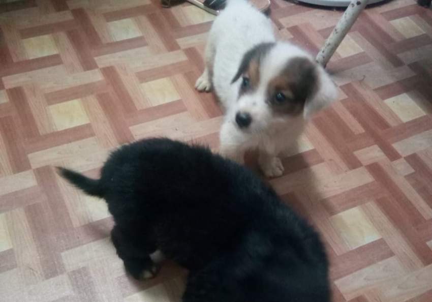 Mix Labrador puppies for free - 0 - Dogs  on Aster Vender