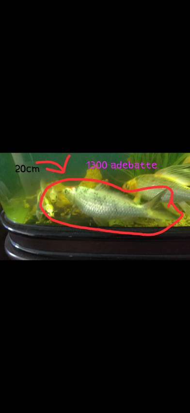 Koi - 1 -  Aquarium fish  on Aster Vender