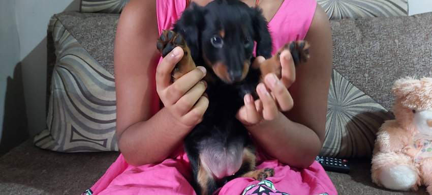 Pure breed dachshund on Aster Vender
