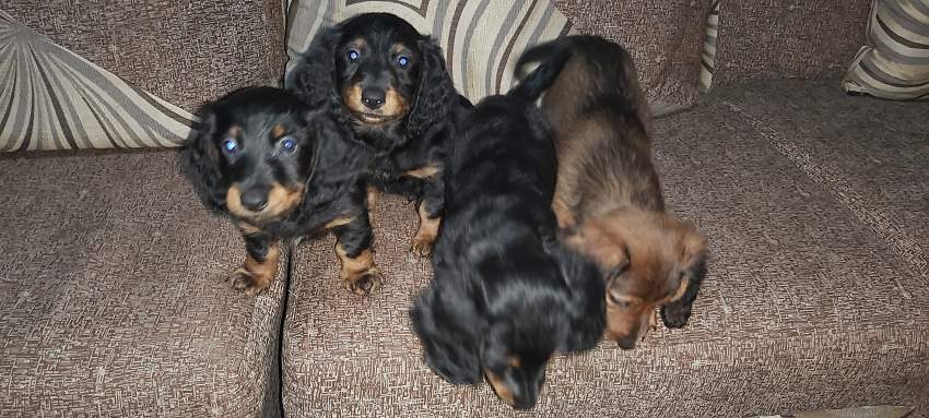 Pure breed dachshund  - 1 - Dogs  on Aster Vender