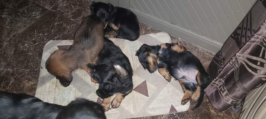 Pure breed dachshund  - 4 - Dogs  on Aster Vender