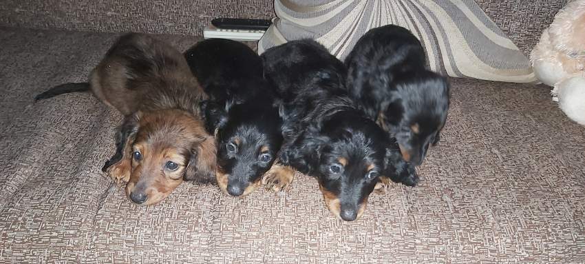Pure breed dachshund  - 6 - Dogs  on Aster Vender