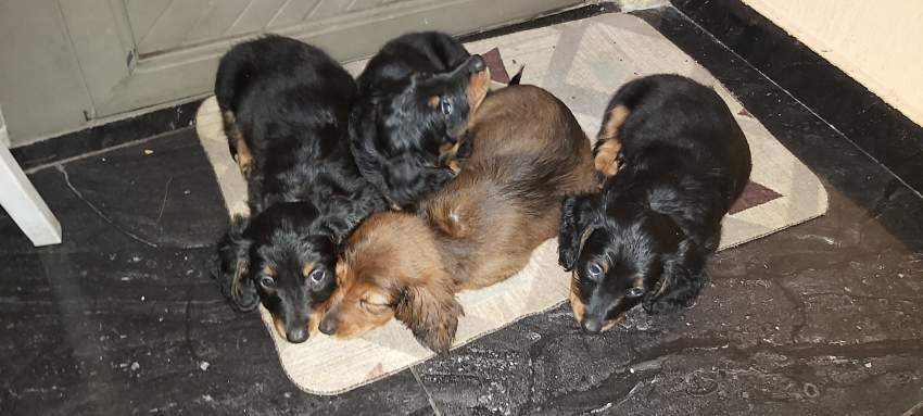 Pure breed dachshund  - 7 - Dogs  on Aster Vender