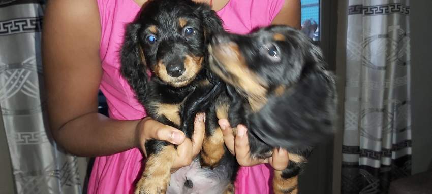Pure breed dachshund  - 2 - Dogs  on Aster Vender