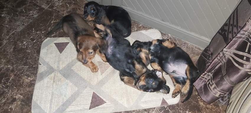 Pure breed dachshund  - 3 - Dogs  on Aster Vender