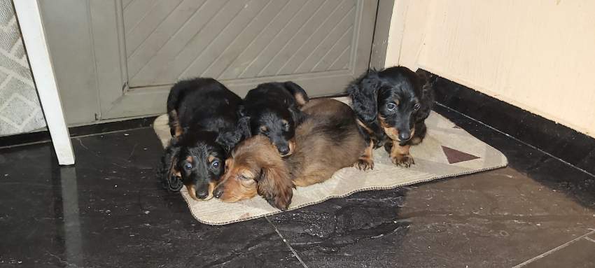 Pure breed dachshund  - 5 - Dogs  on Aster Vender