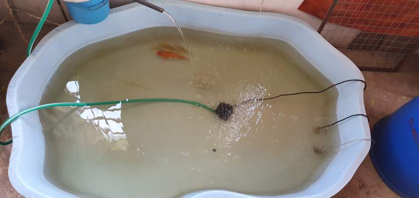 Fish pond on Aster Vender