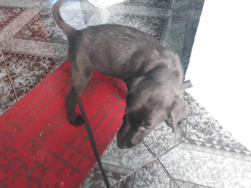 Labrador Black Male 5 months on Aster Vender