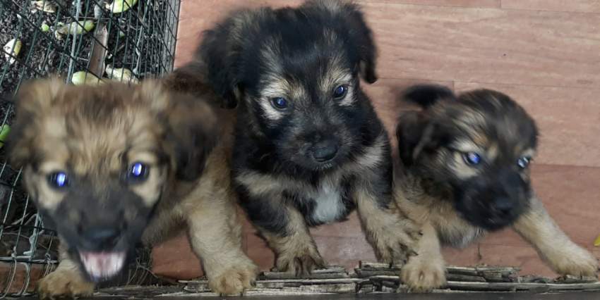Griffon nain on Aster Vender