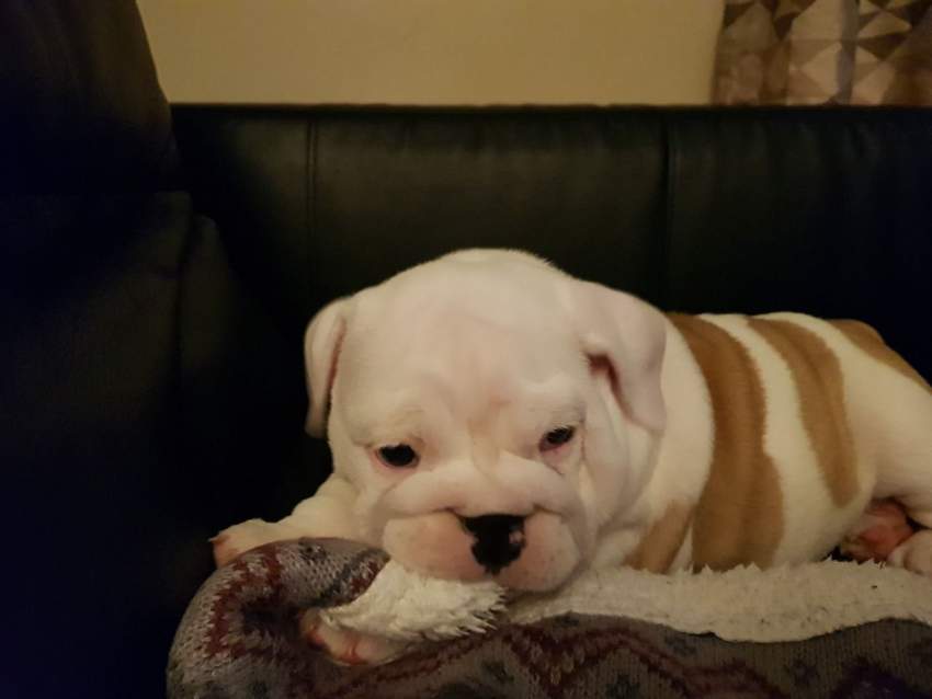 English Bulldog - 1 - Dogs  on Aster Vender