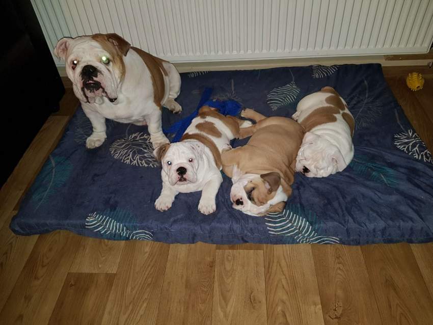 English Bulldog - 0 - Dogs  on Aster Vender