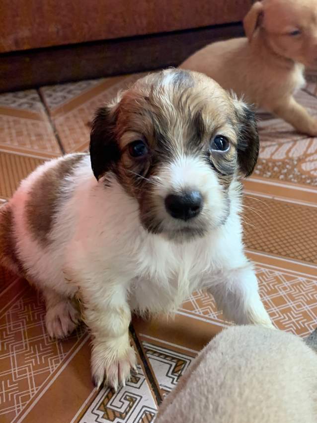 Teckel (croisé Griffon) - 1 - Dogs  on Aster Vender