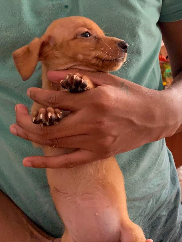 Teckel (croisé Griffon) - 4 - Dogs  on Aster Vender