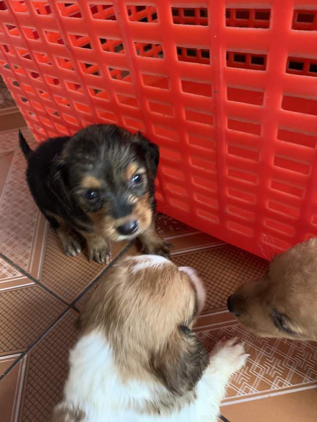 Teckel (croisé Griffon) - 2 - Dogs  on Aster Vender