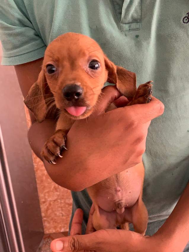 Teckel (croisé Griffon) - 5 - Dogs  on Aster Vender