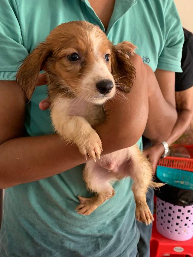 Teckel (croisé Griffon) - 6 - Dogs  on Aster Vender