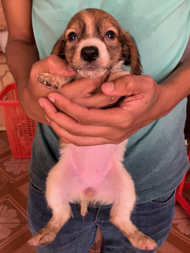 Teckel (croisé Griffon) - 3 - Dogs  on Aster Vender