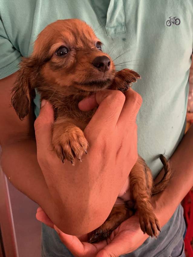 Teckel (croisé Griffon) - 7 - Dogs  on Aster Vender