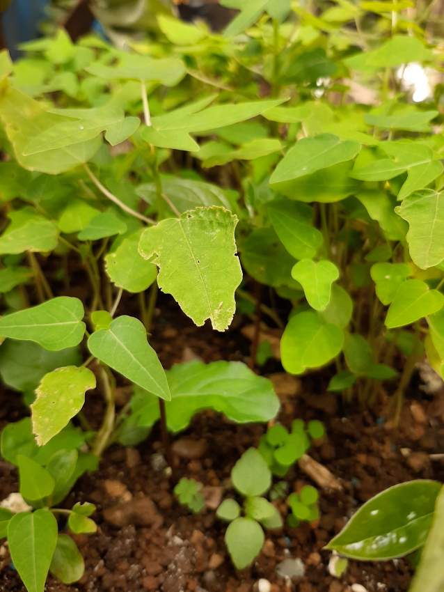 Papaya solo plants - 1 - Plants and Trees  on Aster Vender