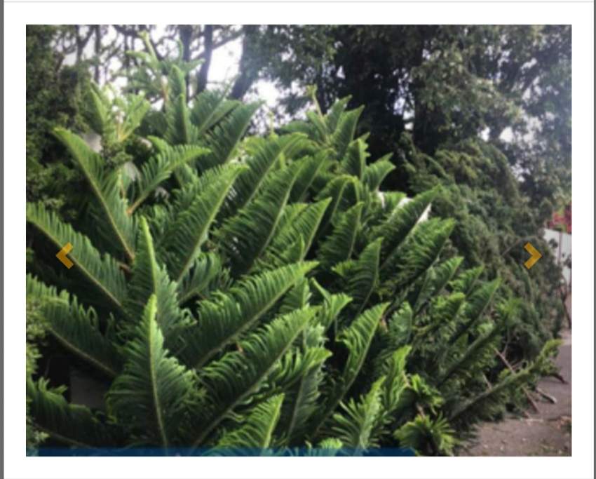 Sapin - 1 - Plants and Trees  on Aster Vender