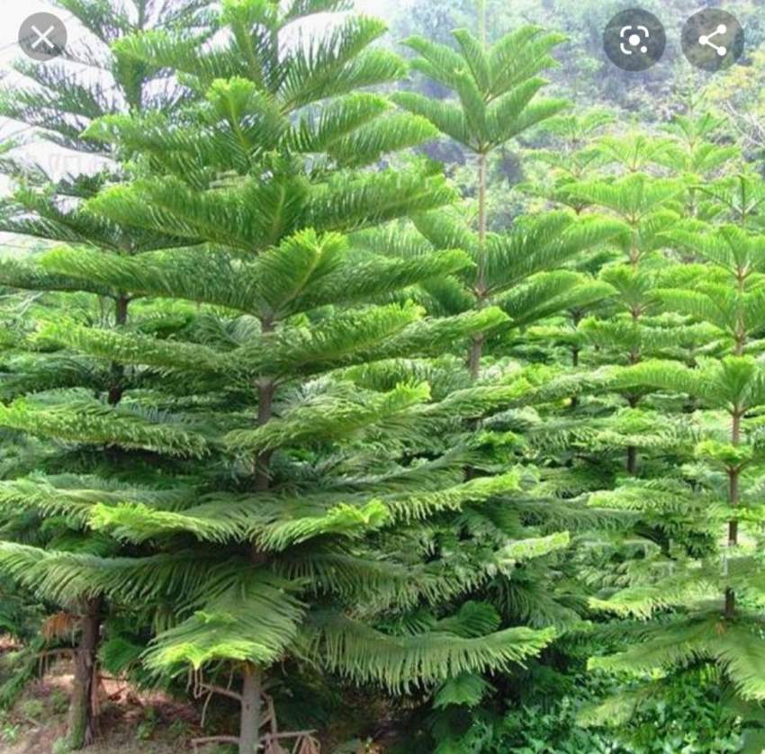 Sapin - 3 - Plants and Trees  on Aster Vender