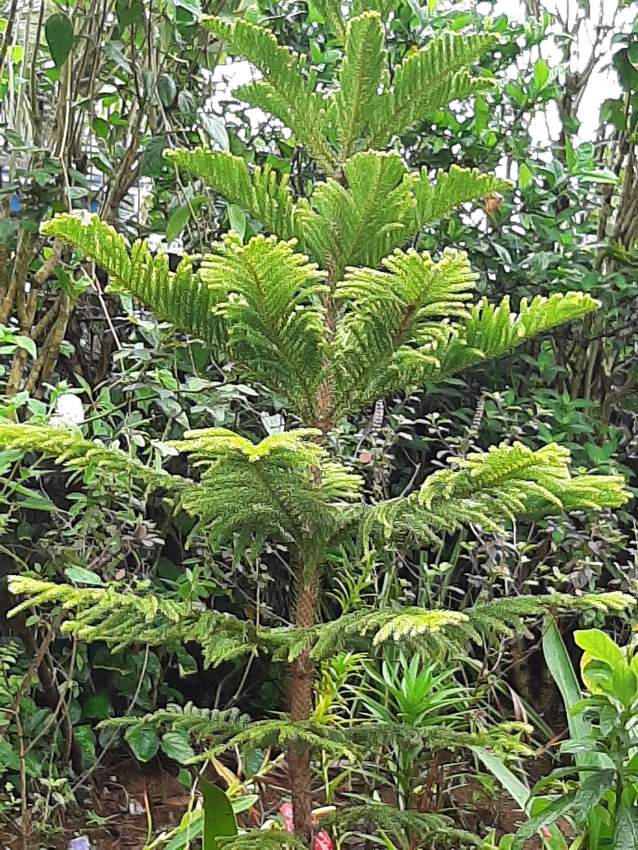 Sapin - 2 - Plants and Trees  on Aster Vender