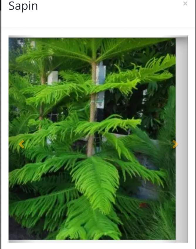 Sapin on Aster Vender