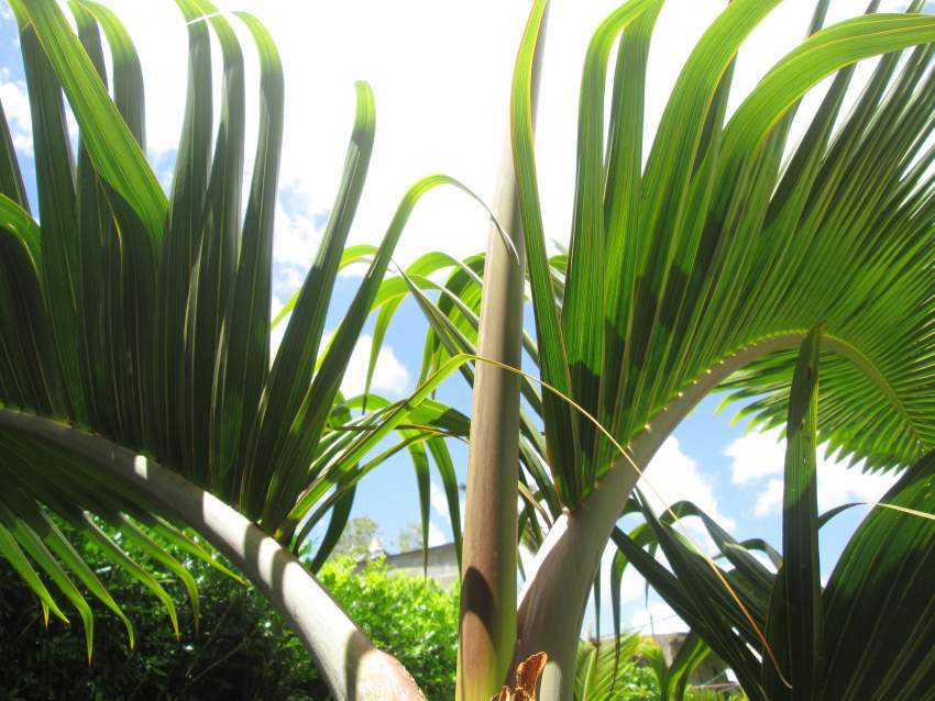 bottle palm - 2 - Plants and Trees  on Aster Vender