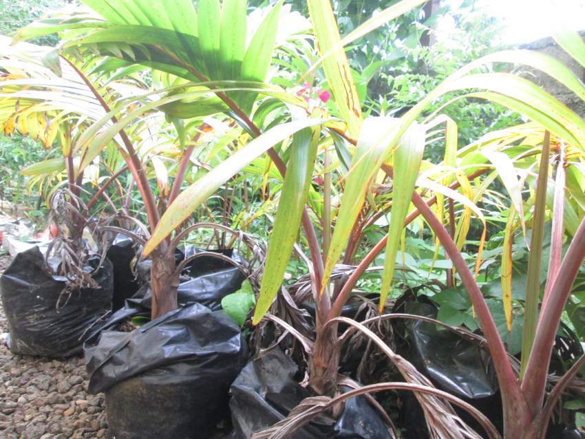 bottle palm - 1 - Plants and Trees  on Aster Vender