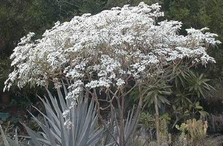 Neiges de Kilimandjaro ou étoiles de Noël  - 0 - Plants and Trees  on Aster Vender